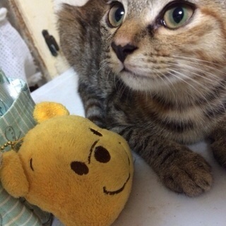 【募集中】とってもキュートな子猫です！
