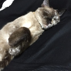 連休中