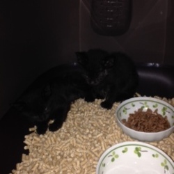 黒ねこにゃん2匹引き取らせて頂きました！