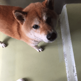 柴雑君、とっても人懐っこいです！