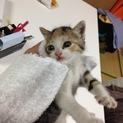 生後1ヶ月くらいの赤ちゃん猫の里親さん募集してます