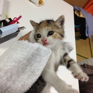 生後1ヶ月くらいの赤ちゃん猫の里親さん募集してます