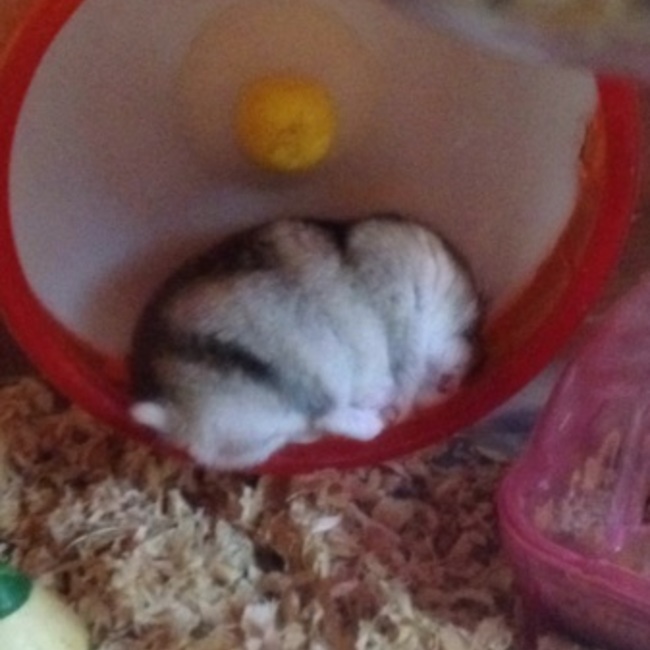 ポップなポッキーのカバー写真