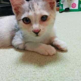 パステル柄の三毛ちゃん