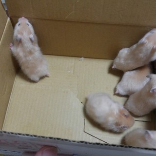 キンクマハムスター