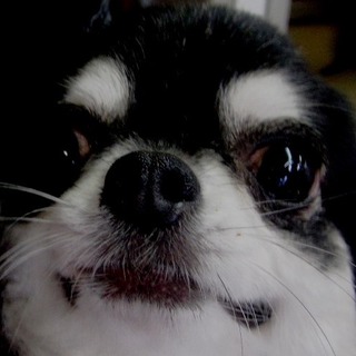 チワワの成犬　8才女の子です