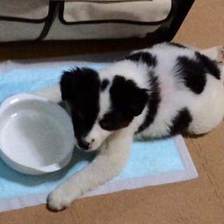 仔犬ちゃんの里親様募集
