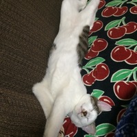 マル