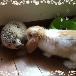 【ヒメハリ フクロモモンガ ハリネズミ】秋。