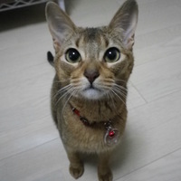 ひまわり