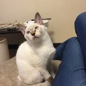 雄子猫（シャム系混合雑種）3か月～短毛白　里親募集
