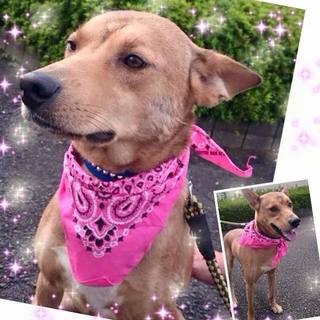 遊んで！！と甘えてくる元気な男の子です。