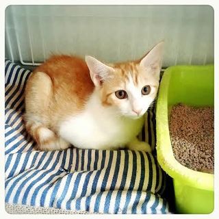 とても臆病なふわふわ薄茶白♪