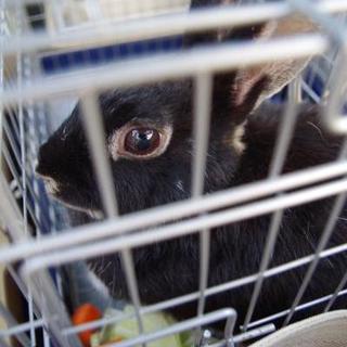 寺小屋保護っ子★よふちゃん★