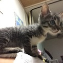 元気いっぱいの子猫