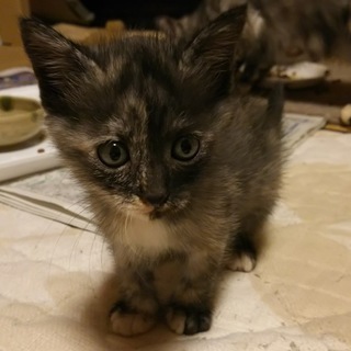 おっとりさびちゃんの家族になって下さい。