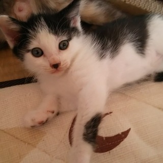 白黒君の家族になって下さい。