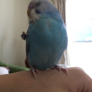 セキセイインコ♂ 生後5か月