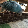 セキセイインコ♂ 生後5か月 サムネイル3