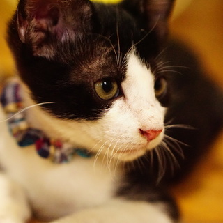 天真爛漫な甘えんぼ3兄弟・ハチワレルッカ