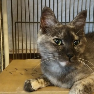 美人なさび猫ちゃんです。