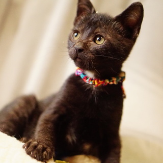 甘えっ子3兄弟一番の超あまあまちゃん、ピッチョ！