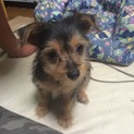 7月生ヨーキーとチワワのミックス