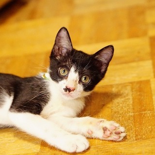 甘えん坊3兄弟、チョビヒゲハチワレのコロ