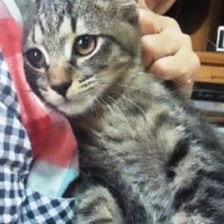 ふたばちゃん　２か月半