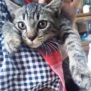 ななこちゃん　キジトラの女の子　２か月半