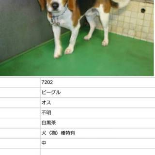 この子を家族に迎えて下さい