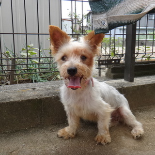 ヨーキーの里親様募集！