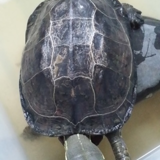 15歳のクサガメです