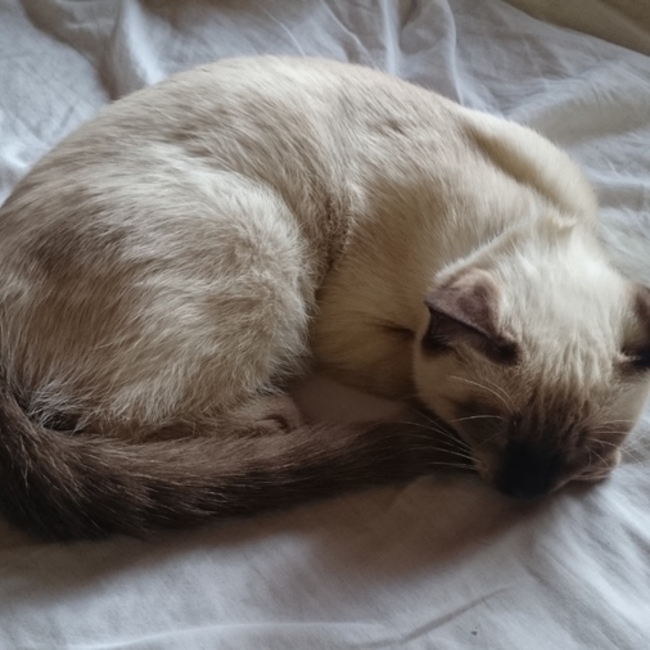 にょろねこのカバー写真