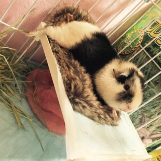 テディモルモット里親さん募集してます！