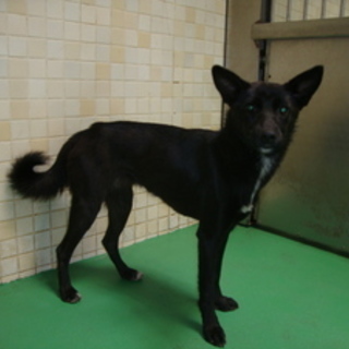 里親様に譲渡されました。