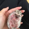 最近生まれたベビーちゃんです