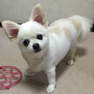 ロングコートチワワのミルク