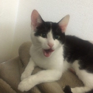 里親募集します