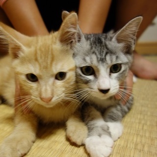 人慣れ抜群の可愛い兄妹猫