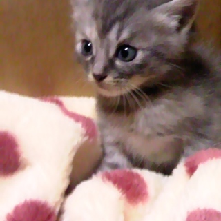 アメショハーフの女の子です♪