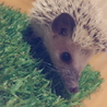 ヨツユビハリネズミの里親さん募集 サムネイル2