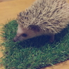 ヨツユビハリネズミの里親さん募集 サムネイル3