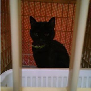 【9/24現状追記】１歳くらいの黒猫♀里親募集㊥