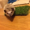 ヨツユビハリネズミの里親さん募集 サムネイル4