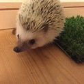 ヨツユビハリネズミの里親募集❤︎