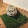 ヨツユビハリネズミの里親募集❤︎ サムネイル2