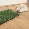 ヨツユビハリネズミの里親募集❤︎ サムネイル3