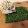 ヨツユビハリネズミの里親募集❤︎ サムネイル4