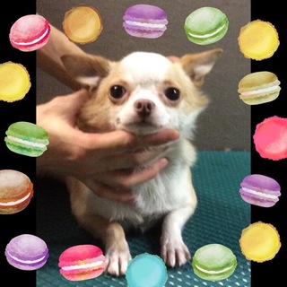 チワワマロニーちゃんはお利口さん